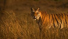 Prova gratis 3 mesi Focus Selection