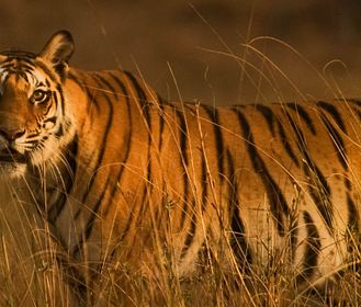 Prova gratis 3 mesi Focus Selection