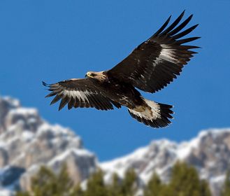 I campioni del regno animale - Gli animali più spettacolari