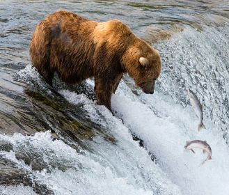Alaska, la terra degli orsi