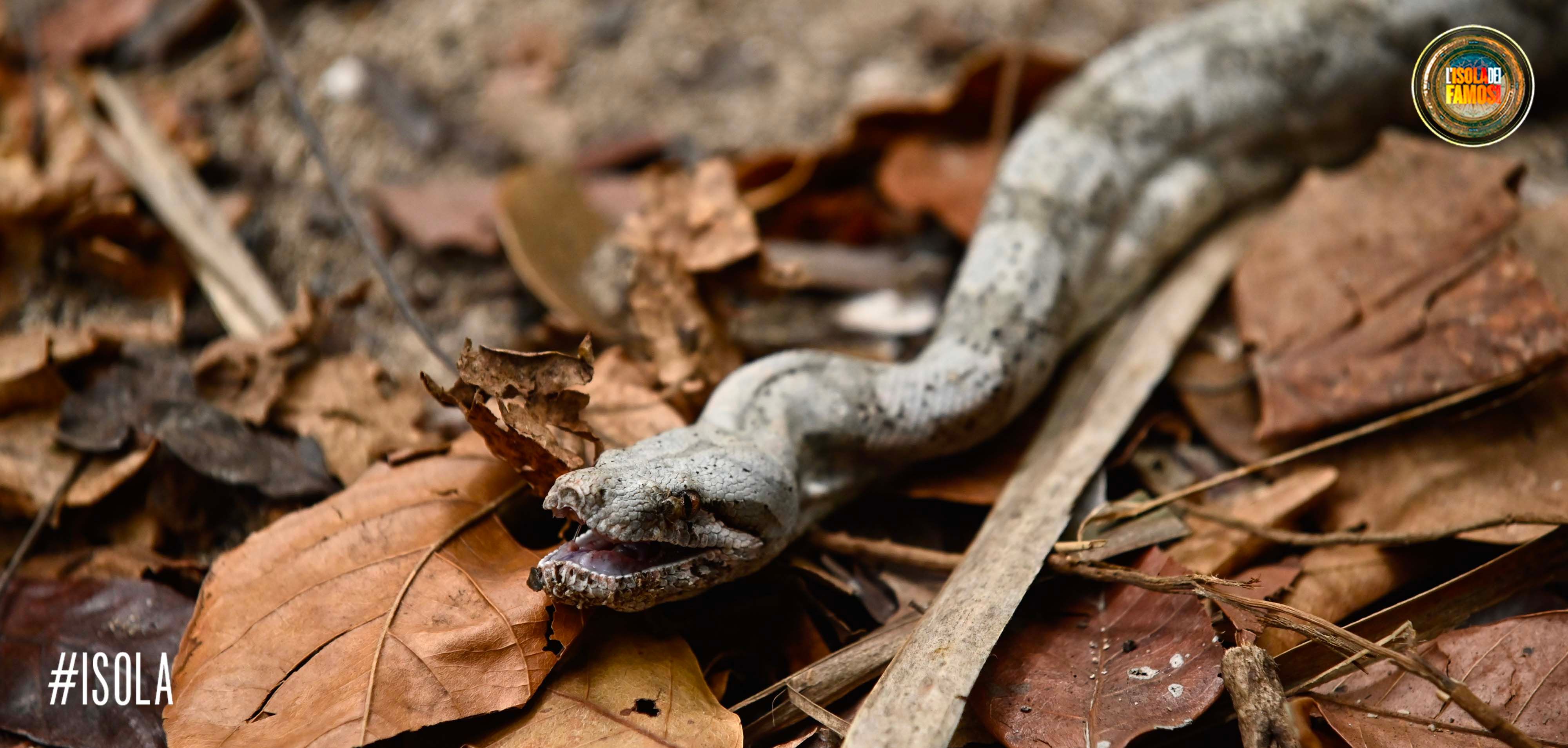 Uh! Scusate ci è sfuggito un boa rosa