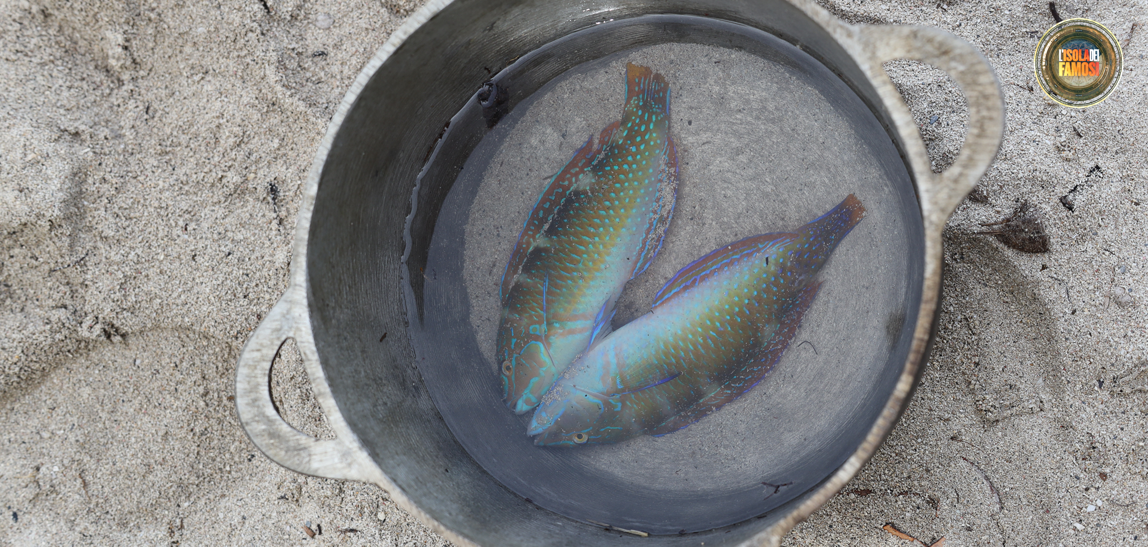 Il menù del giorno è pesce all’acqua pazza!