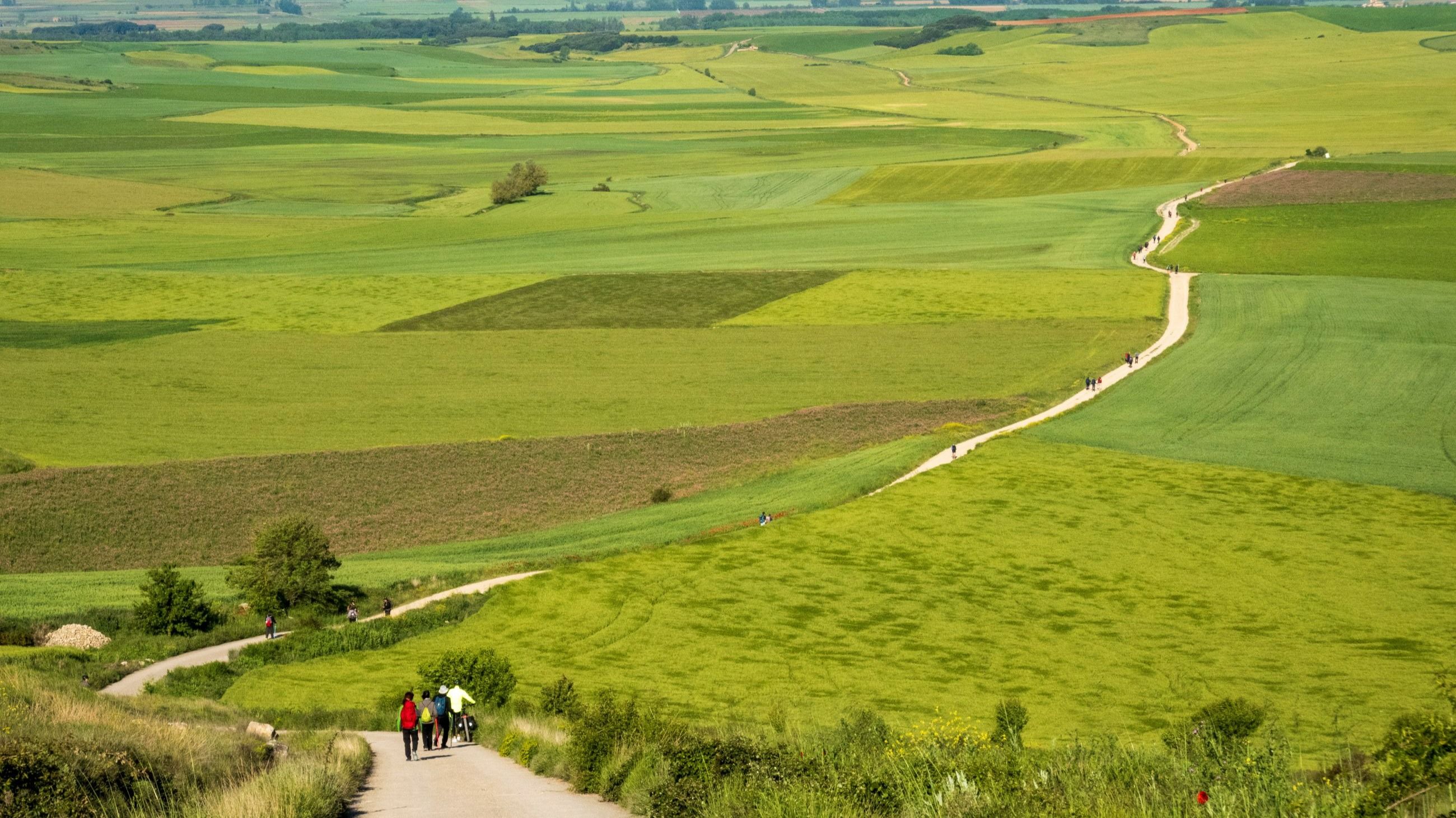 Vista dei pellegrini nei campi di cereali sul Cammino di Santiago all'uscita della città di Castrojeriz, Spagna - Credits Getty Images