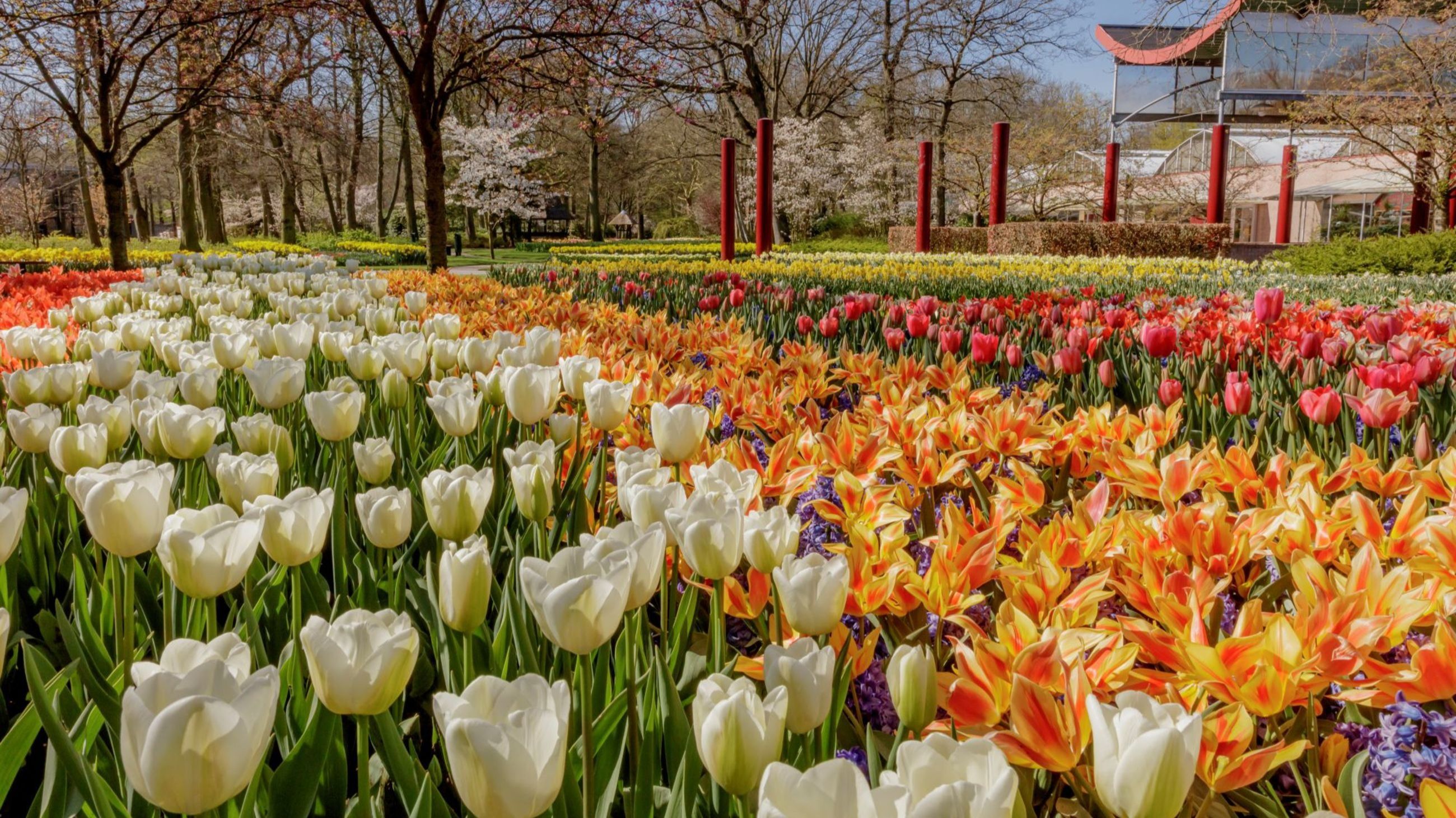 I tulipani sono in piena fioritura al Keukenhof, il più grande giardino di fiori e tulipani del mondo, il 6 aprile 2020 a Lisse, nei Netherlands - Credits: Getty Images