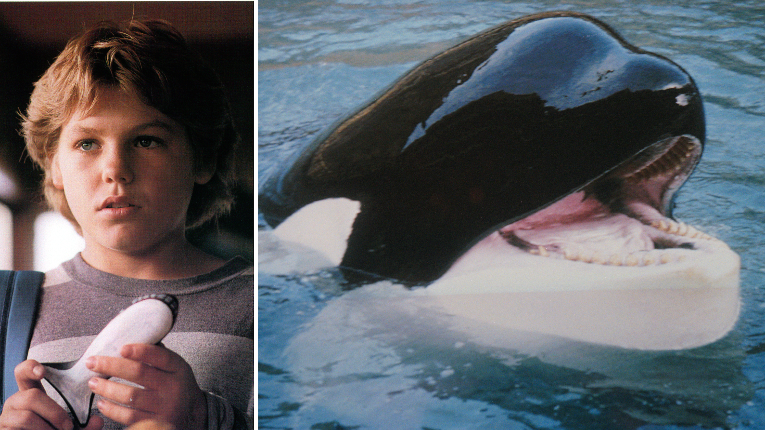 Dal film Free Willy, un amico da salvare, 1993; L'orca protagonista del film in un'immagine del 1999
Credit: Getty Images