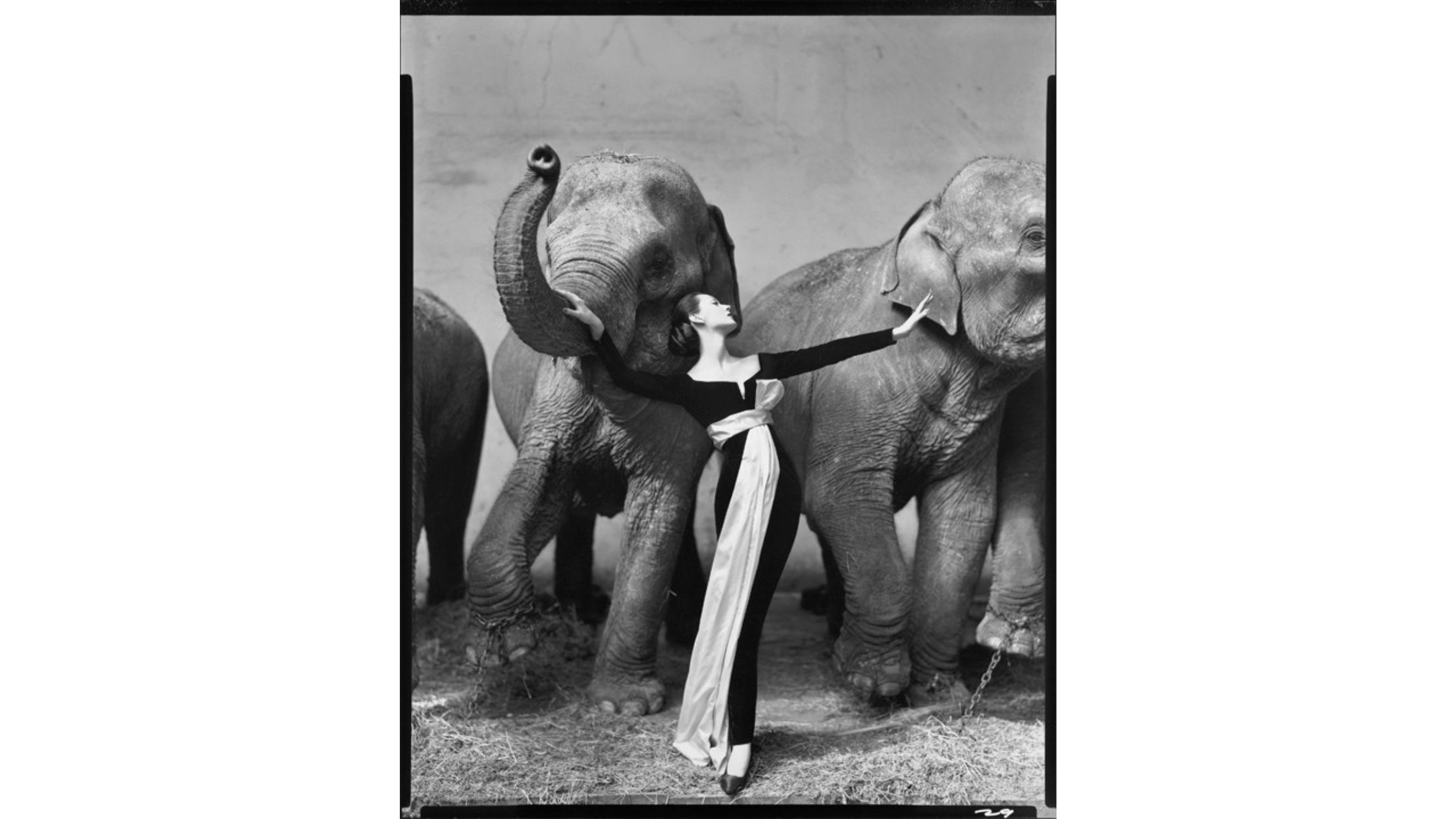 Dovima with Elephants, Evening Dress by Dior, Cirque d’Hiver, Paris, Credits 2026 The Richard Avedon Foundation - Courtesy Press Office