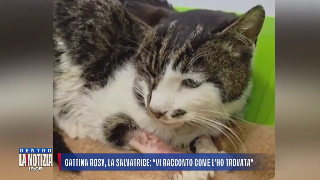 La gattina Rosy