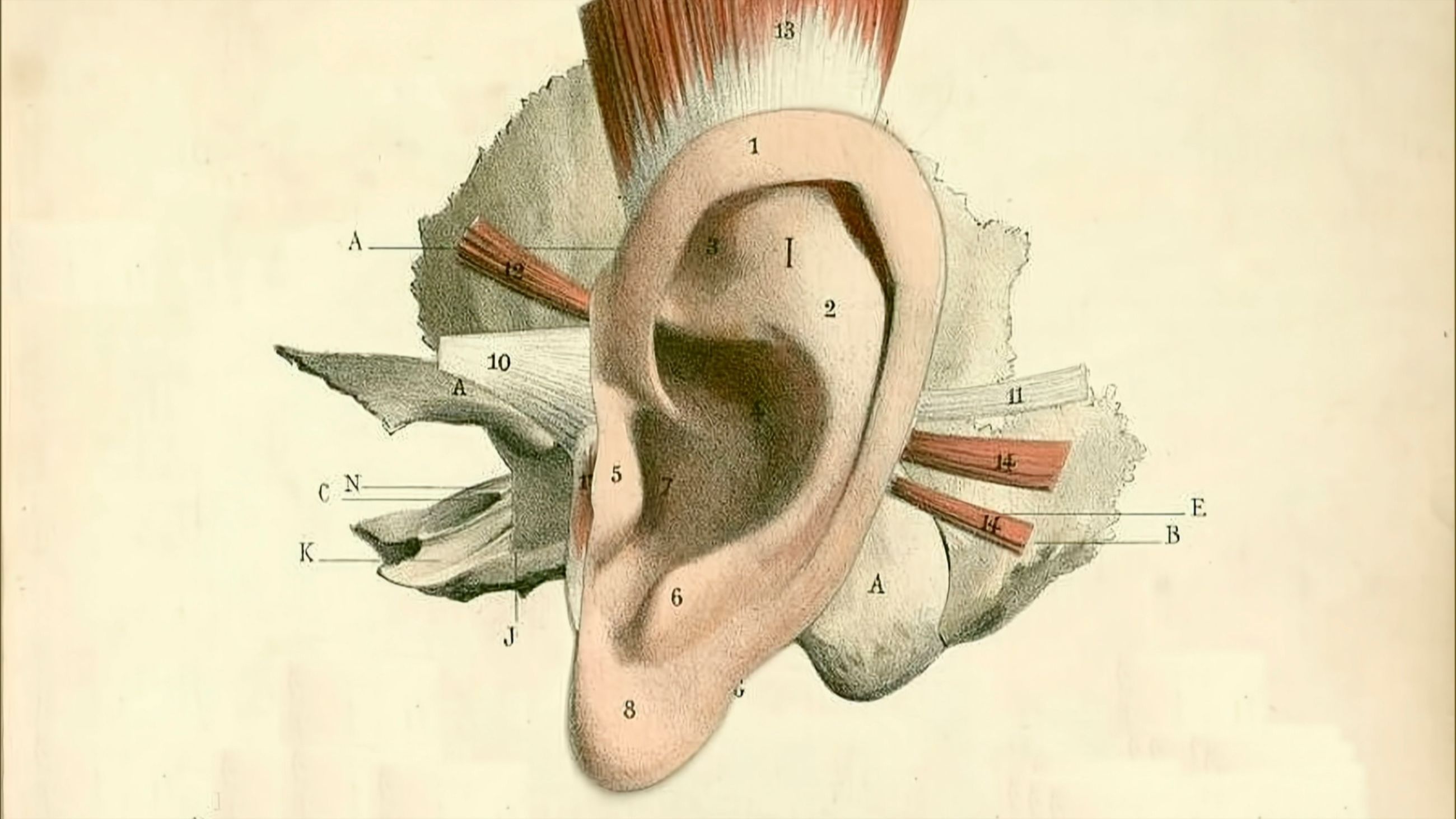 Padiglione Vaticano (Isola di San Giorgio) Alexander Kluge, The Human Ear, 2026. Print on copper, 81 x 46.5 cm - Courtesy Alexander Kluge