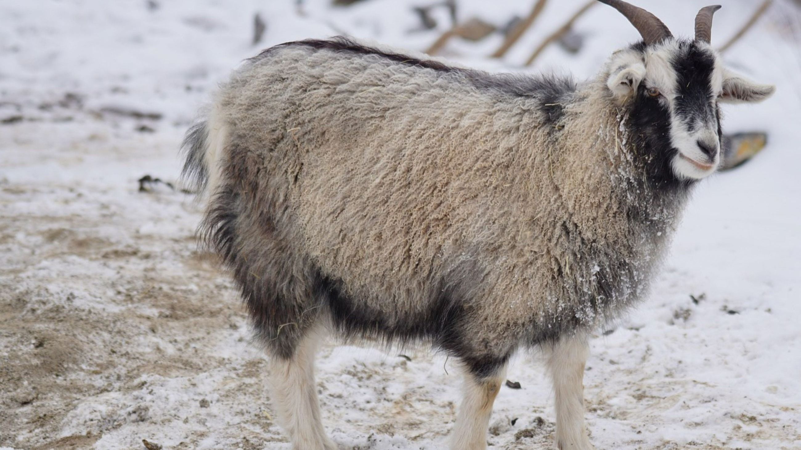 Capra Hircus - Credits: Pixabay