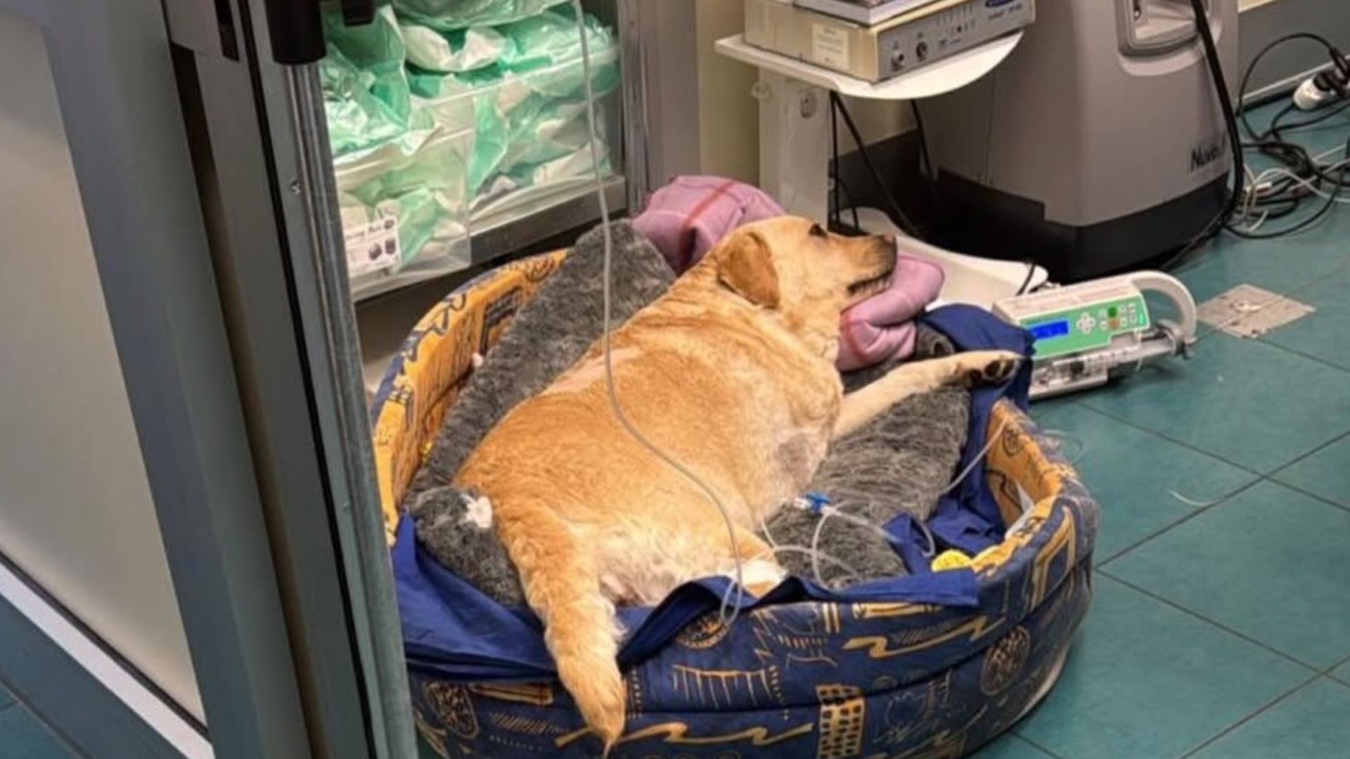 Palmita, il cane di Alessia Orro