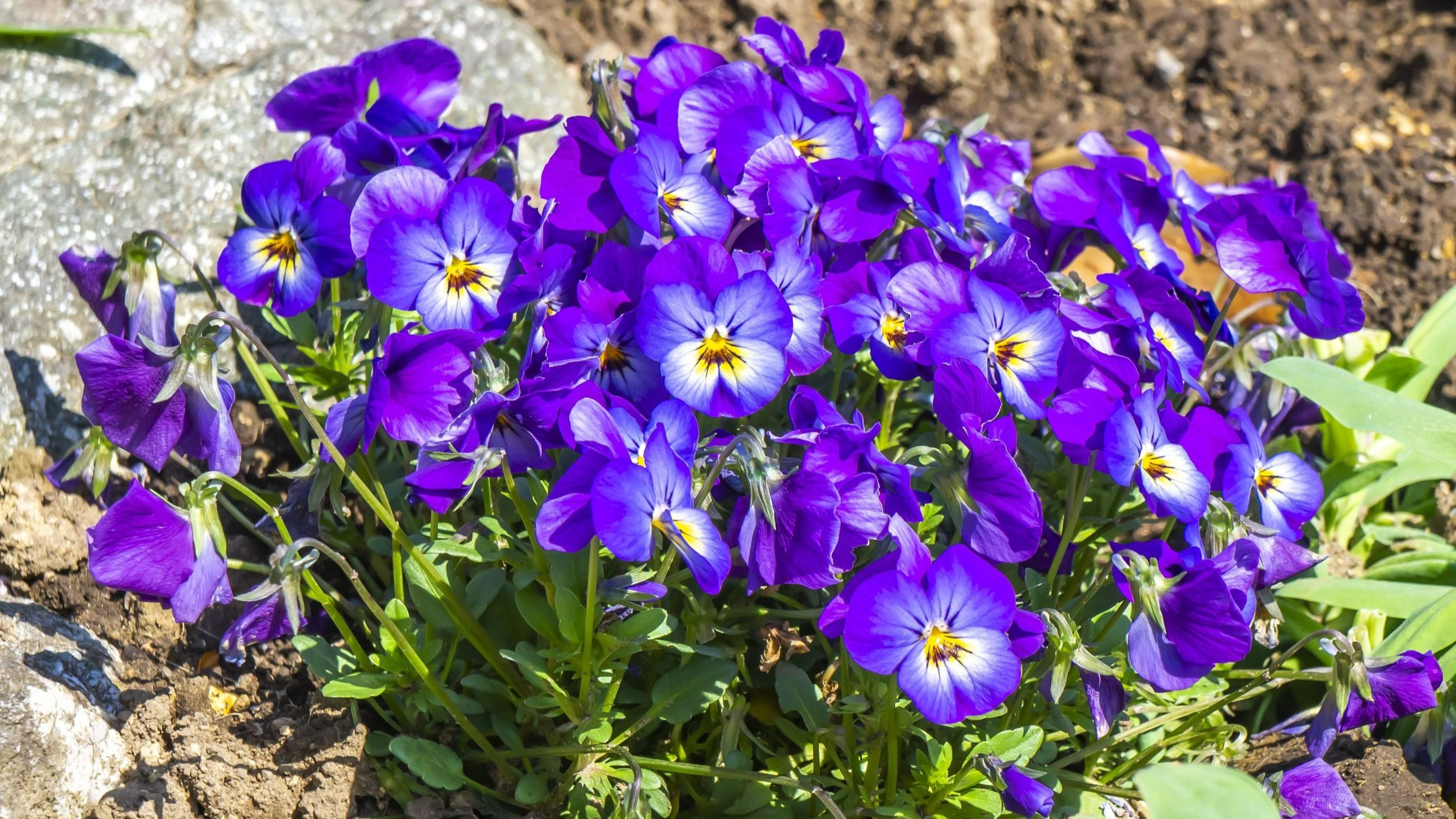 Violette - Credits: Pixabay.com