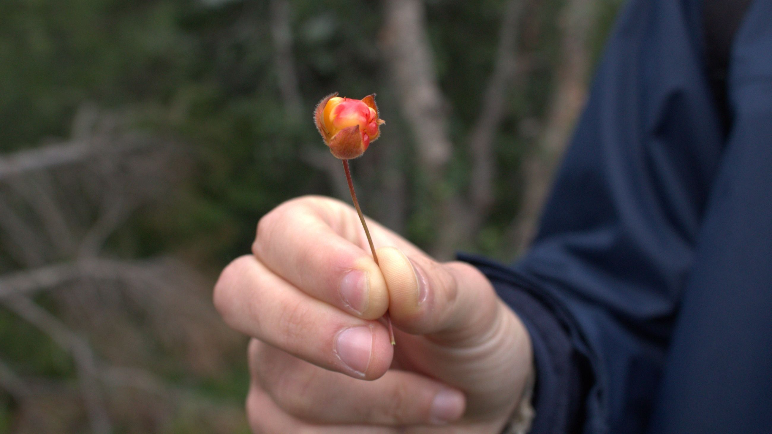 Cloudberry - Credits: Barbara Giglioli