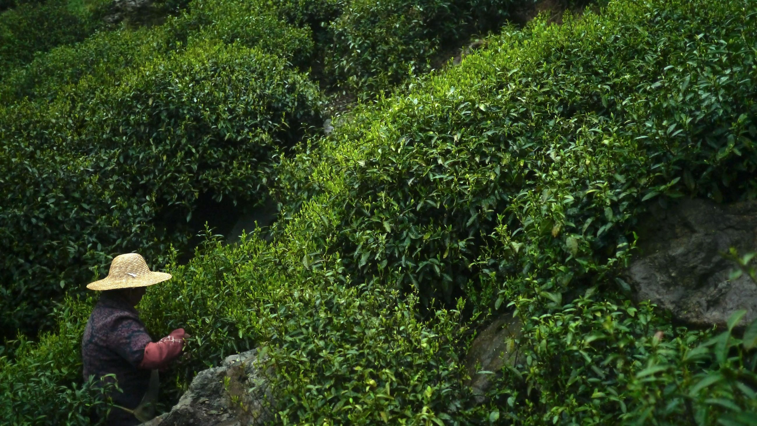 Cultivate Tea - Courtesy Press Office