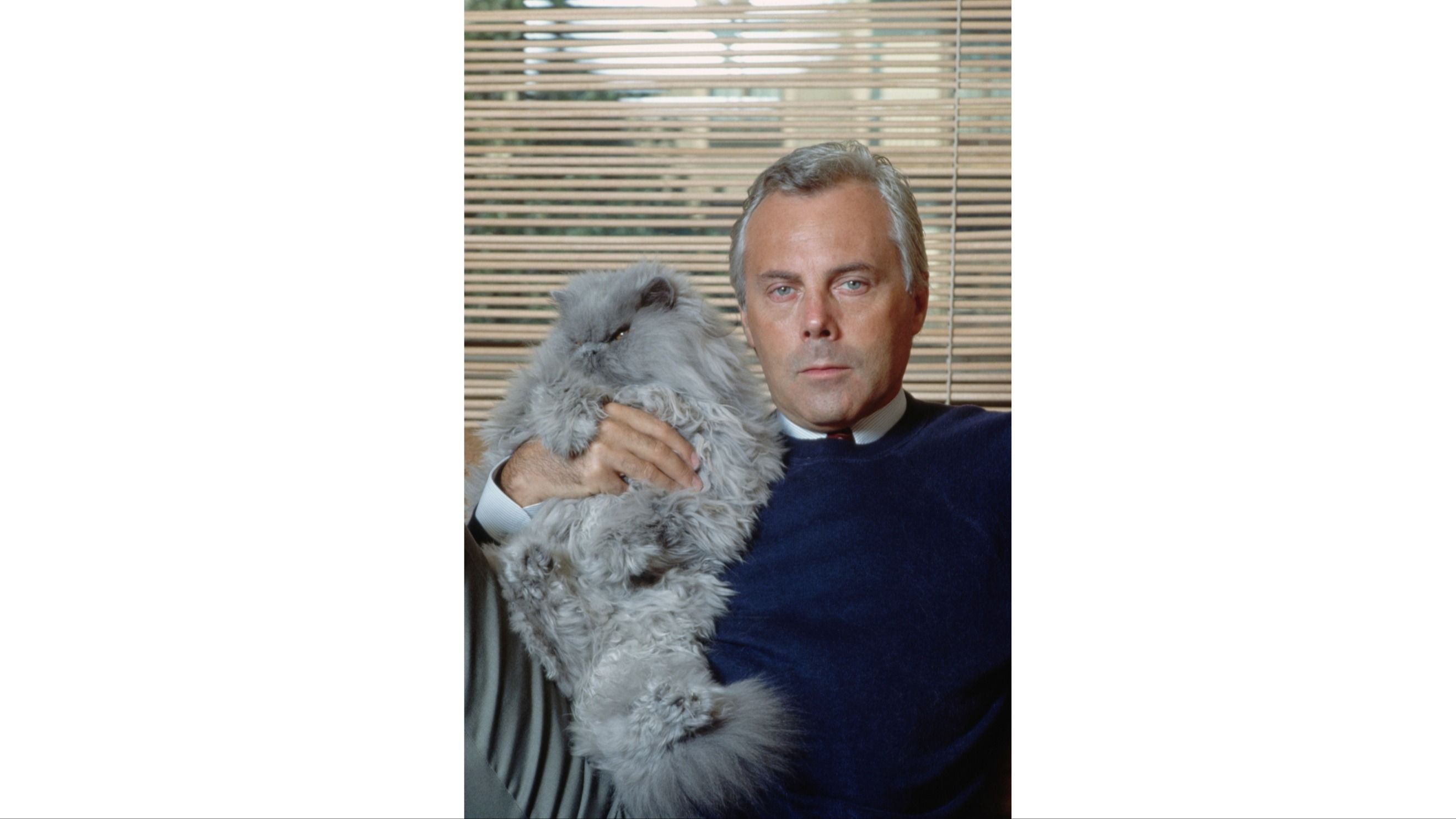 Giorgio Armani ritratto insieme a uno dei suoi gatti, un persiano grigio perla, agli esordi della sua carriera nel 1979.
Credit: Getty Images