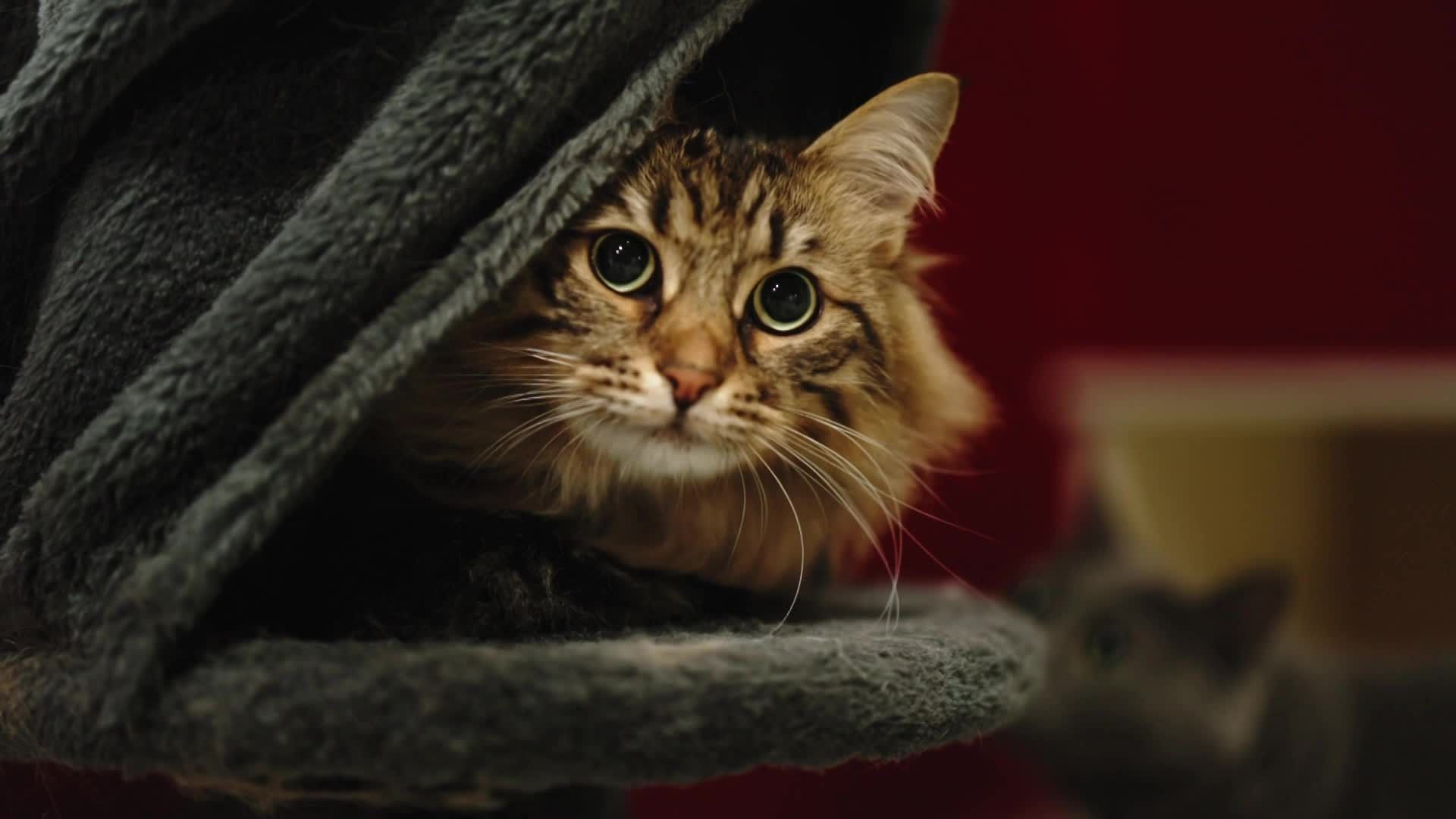 Lovemypets, dal 10 luglio solo su Mediaset Infinity