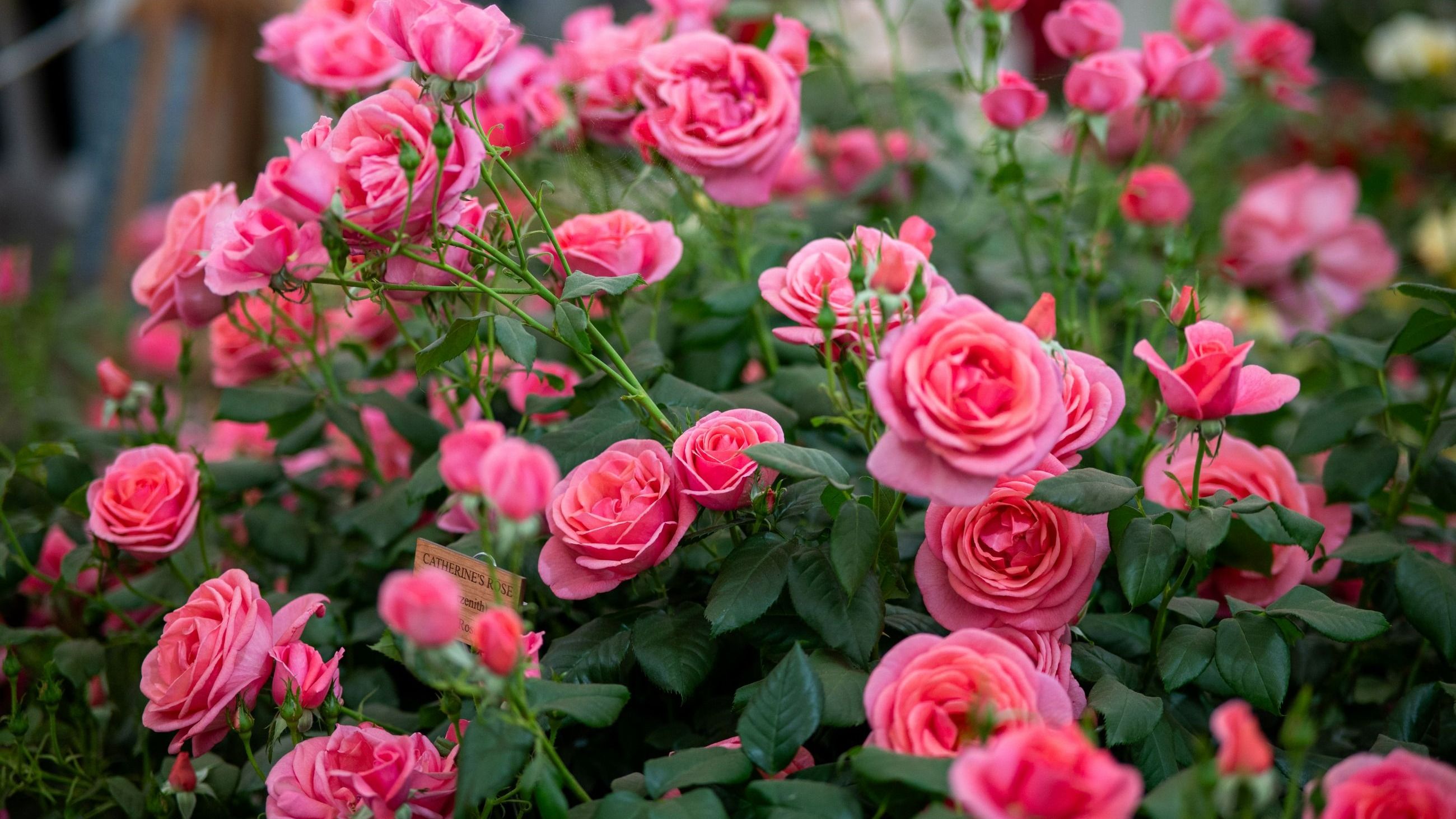 La Rosa di Catherine in onore di Catherine, Principessa del Galles, esposta al RHS Chelsea Flower Show il 22 maggio 2025 a Londra - Credits Getty Images