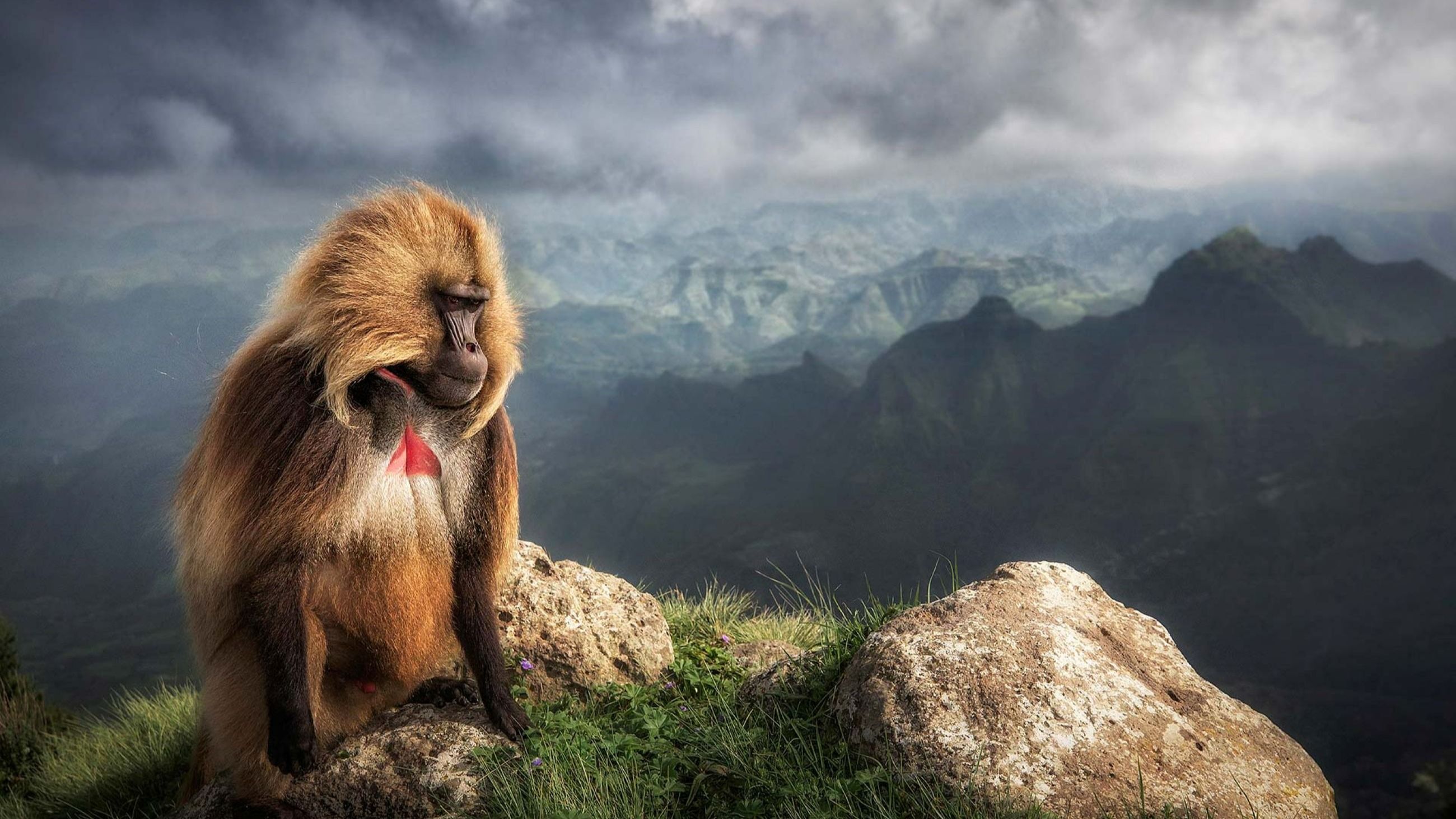 Marco Gaiotti - Il primate Gelada sulle Montagne di Simien in Etiopia nella stagione delle piogge