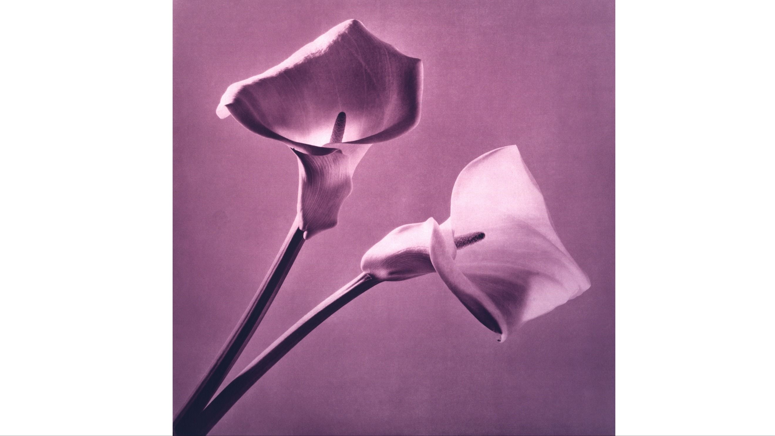 “Flowers” Purple Callas, 1987 © Robert Mapplethorpe Foundation. Used by permission