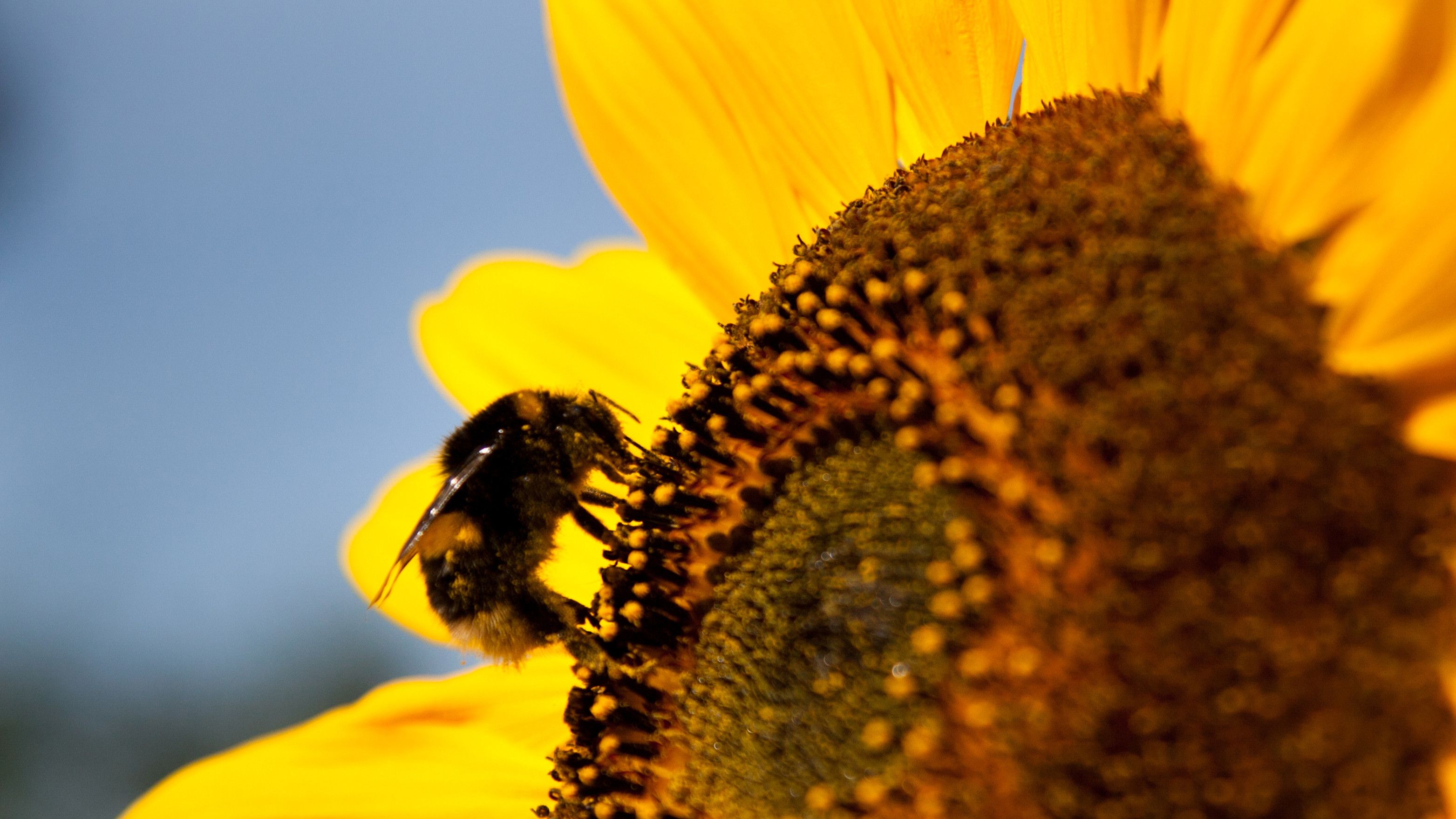 Un'ape si nutre di nettare posandosi delicata su un girasole
Credit: Getty Images

