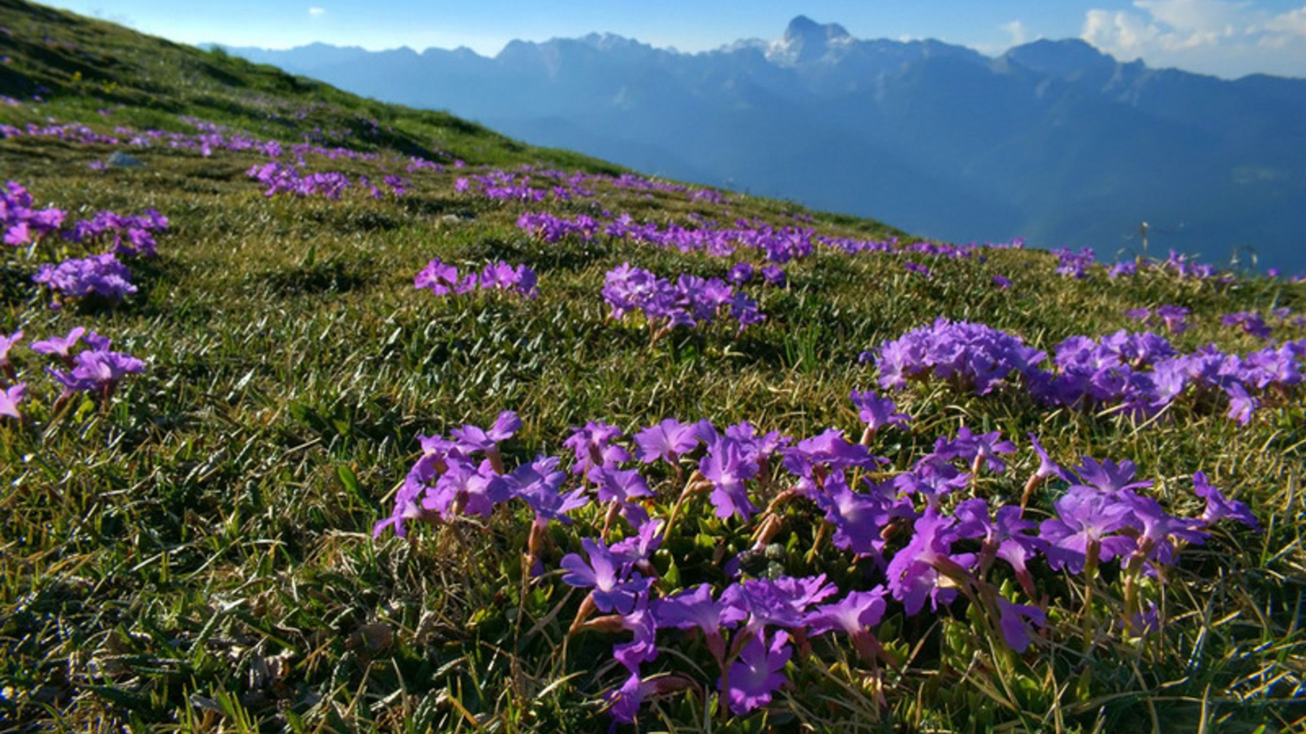 Festival Internazionale dei Fiori Selvatici di Bohinj - Credits: Courtesy Press Office