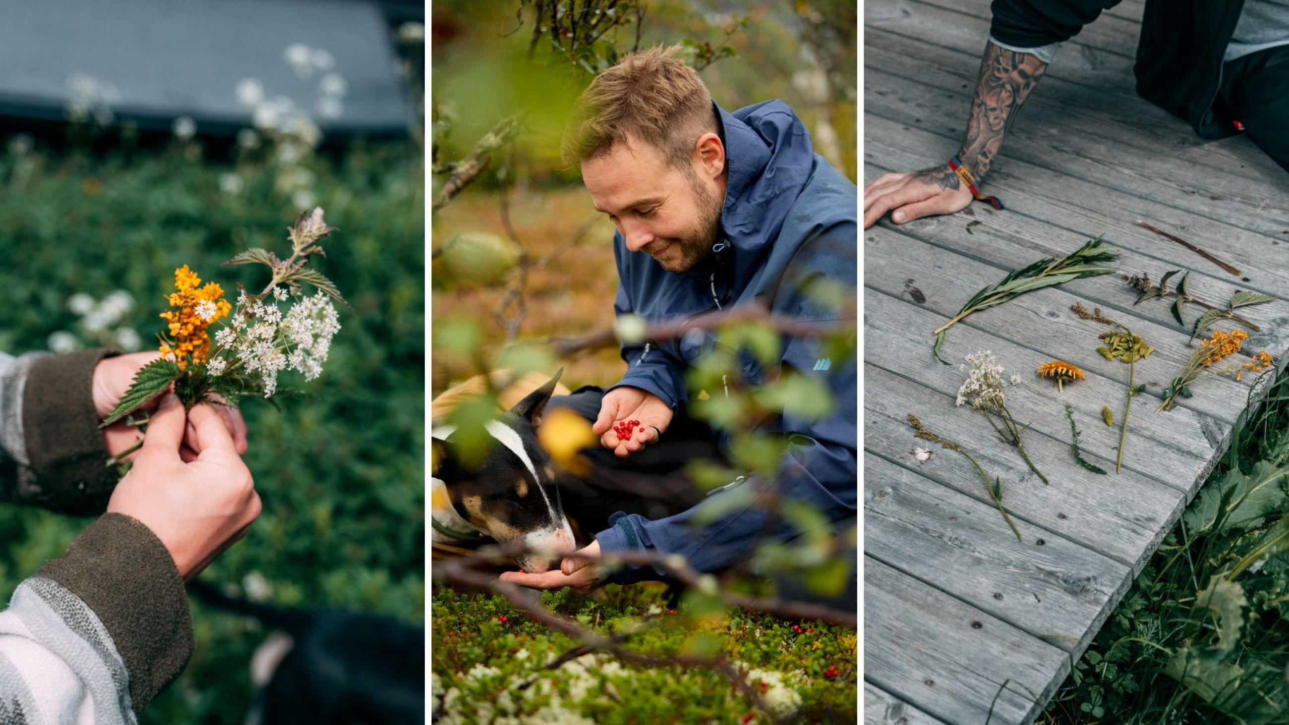 Erbe e bacche - Credits: Courtesy Press Office