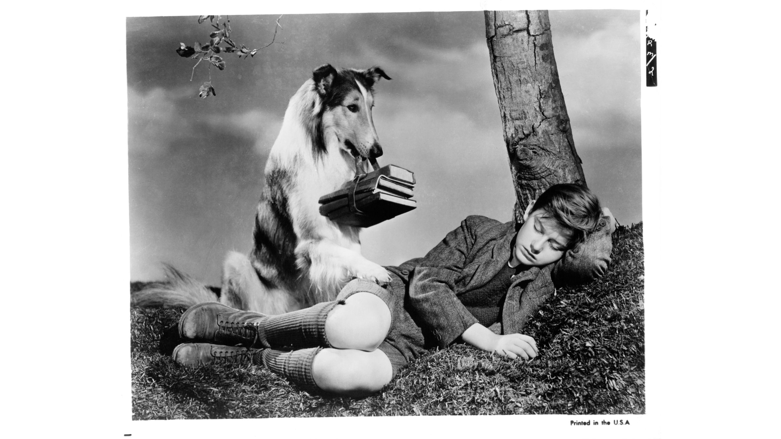 Lassie cerca di svegliare Roddy McDowall, il suo padroncino, nella scena del film Torna a casa Lassie, del 1943
Credits: Getty Images