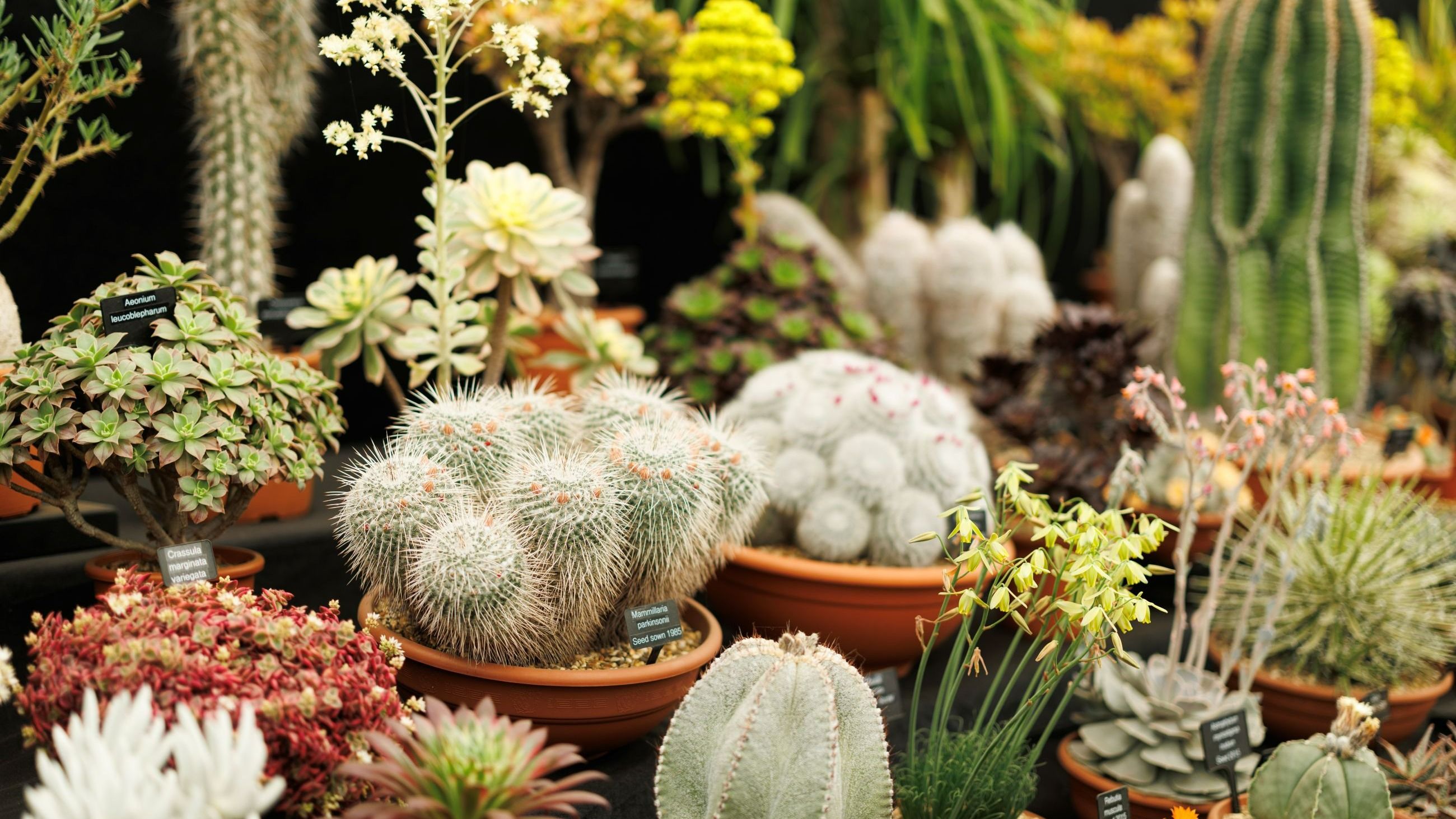 I cactus sono esposti su un supporto alla RHS Chelsea Flower Show il 23 maggio 2025 a Londra - Credits Getty Images