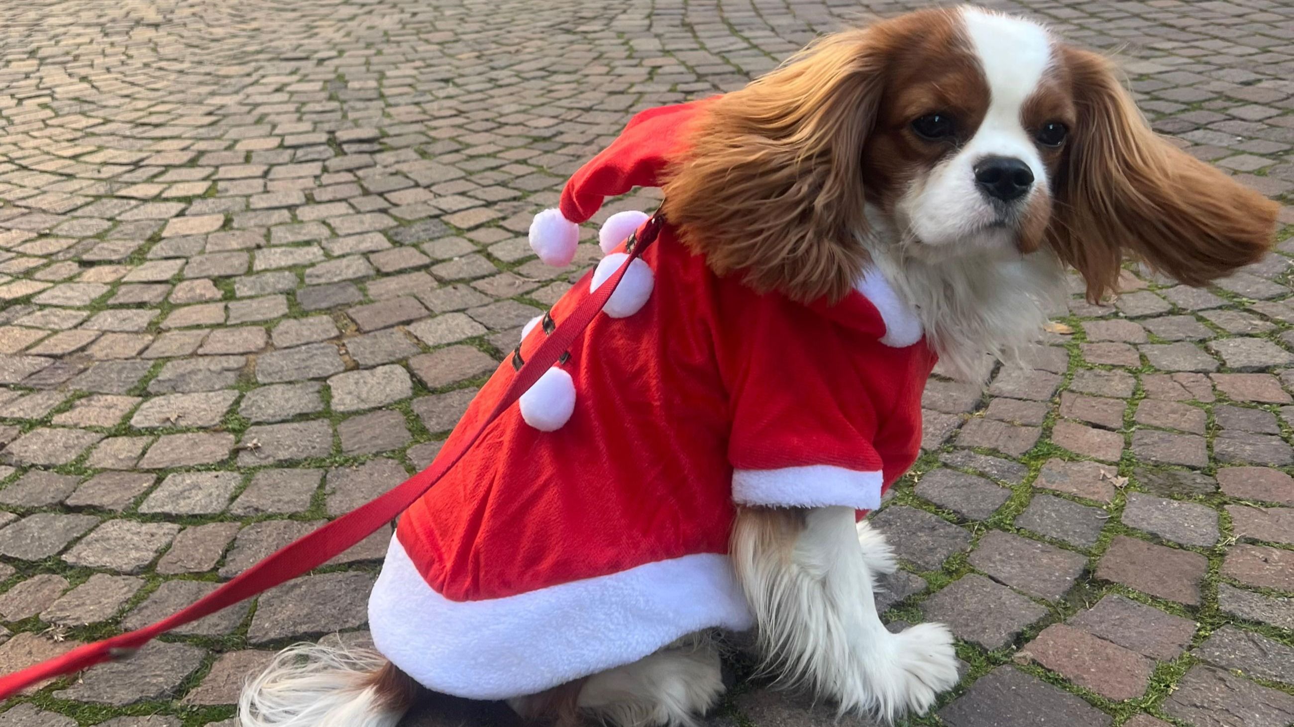 Un esemplare di Cavalier King Charles Spaniel blenhaim indossa un perfetto look in stile natalizio 