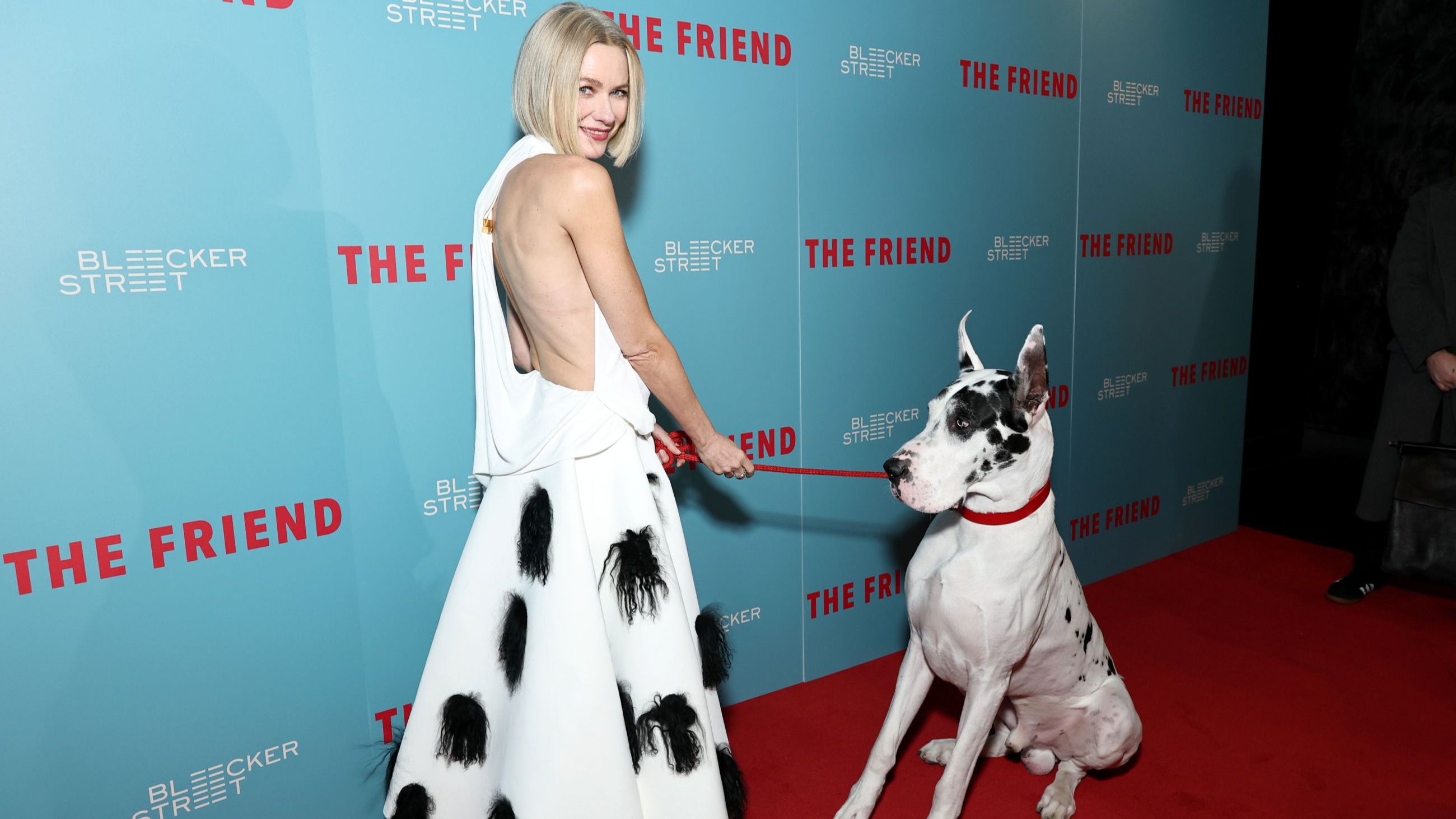 Naomi Watts e l’alano Bing sul red carpet della première di The Friend all’ iPic Theater, il 24 marzo 2025
Credit: Getty Images