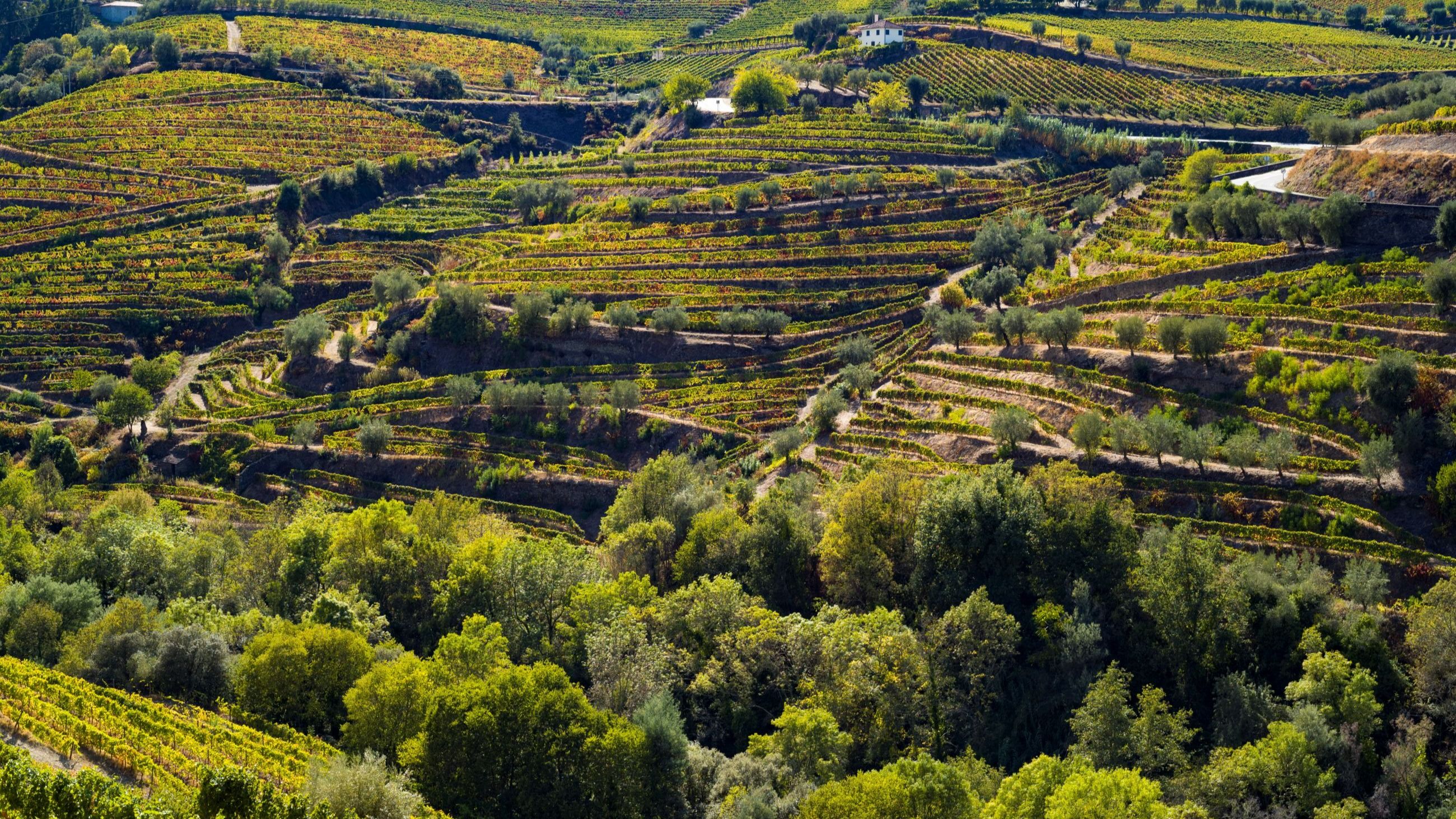 Vigneti sui pendii delle verdi colline e sulle rive del fiume Douro, a nord di Viseu, in Portogallo - Credits Getty Images