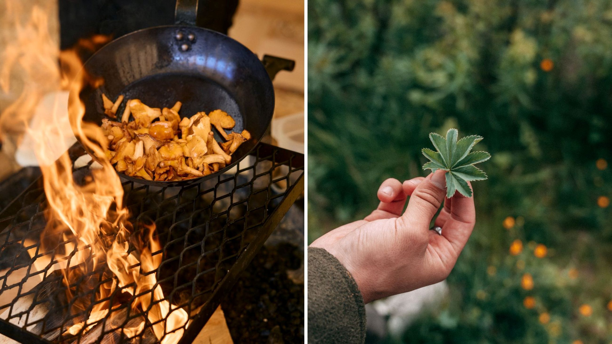 Funghi in padella; Raccolta erbe - Credits: Courtesy Press Office