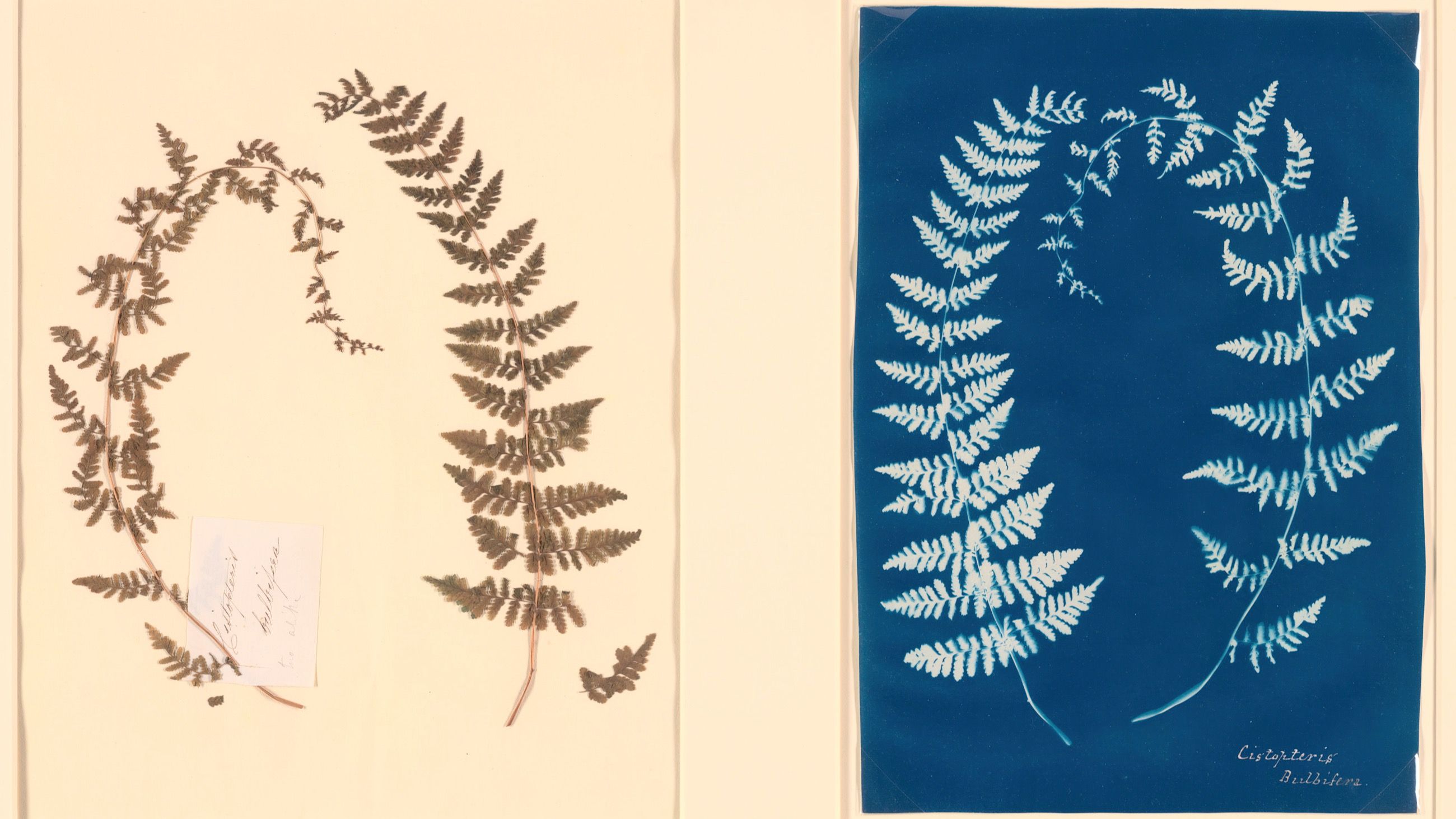 Tratto dall’“Hatton Fern Album”, 1850 - Credits Getty Images