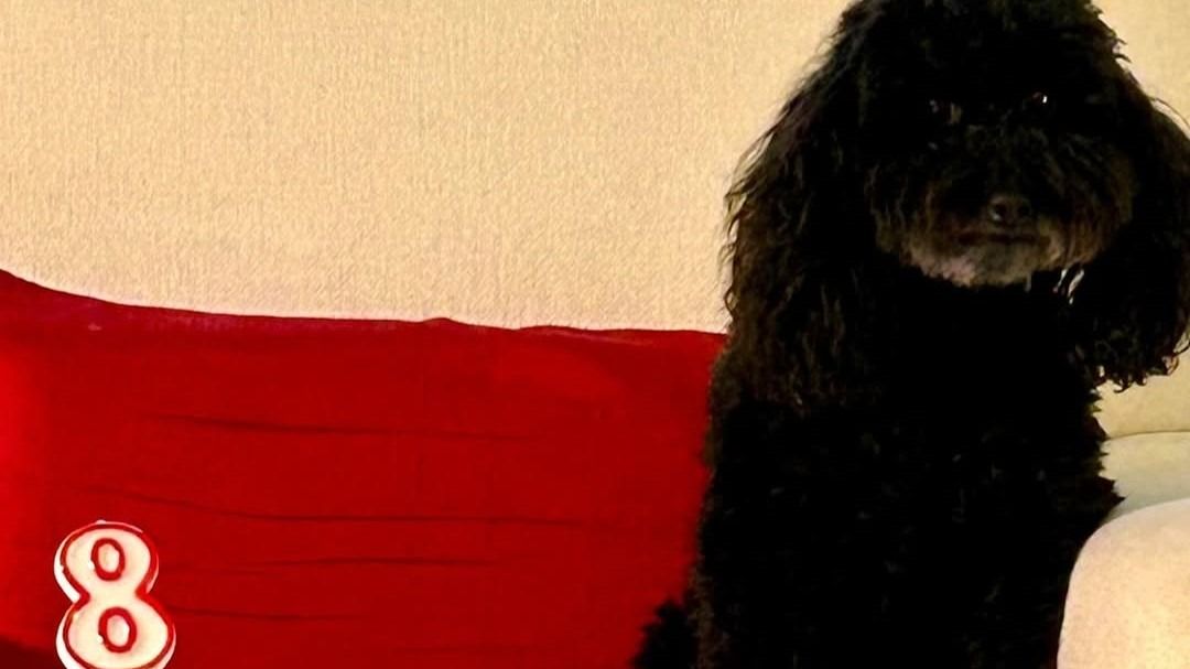 Ondina, la cagnolina di Ornella Vanoni compie 8 anni