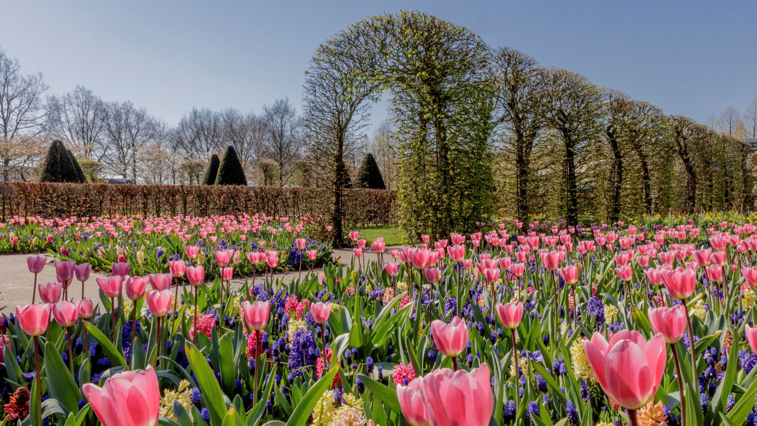 I tulipani sono in piena fioritura al Keukenhof, il più grande giardino di fiori e tulipani del mondo, il 6 aprile 2020 a Lisse, nei Paesi Bassi - Credits: Getty Images