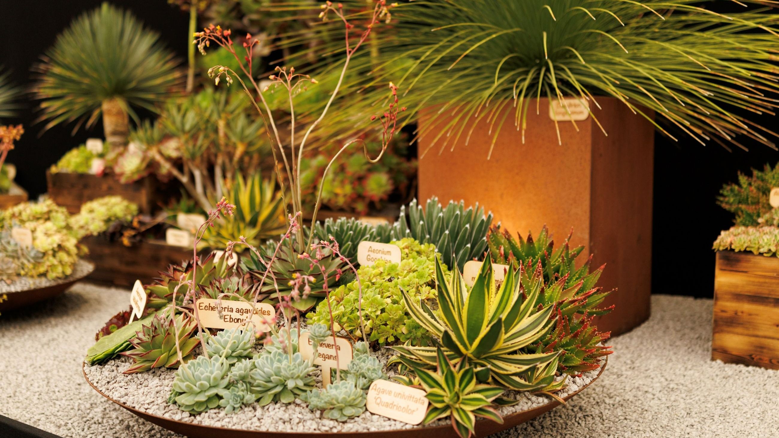 Una mostra di piante grasse all'RHS Chelsea Flower Show il 23 maggio 2025 a Londra - Credits Getty Images