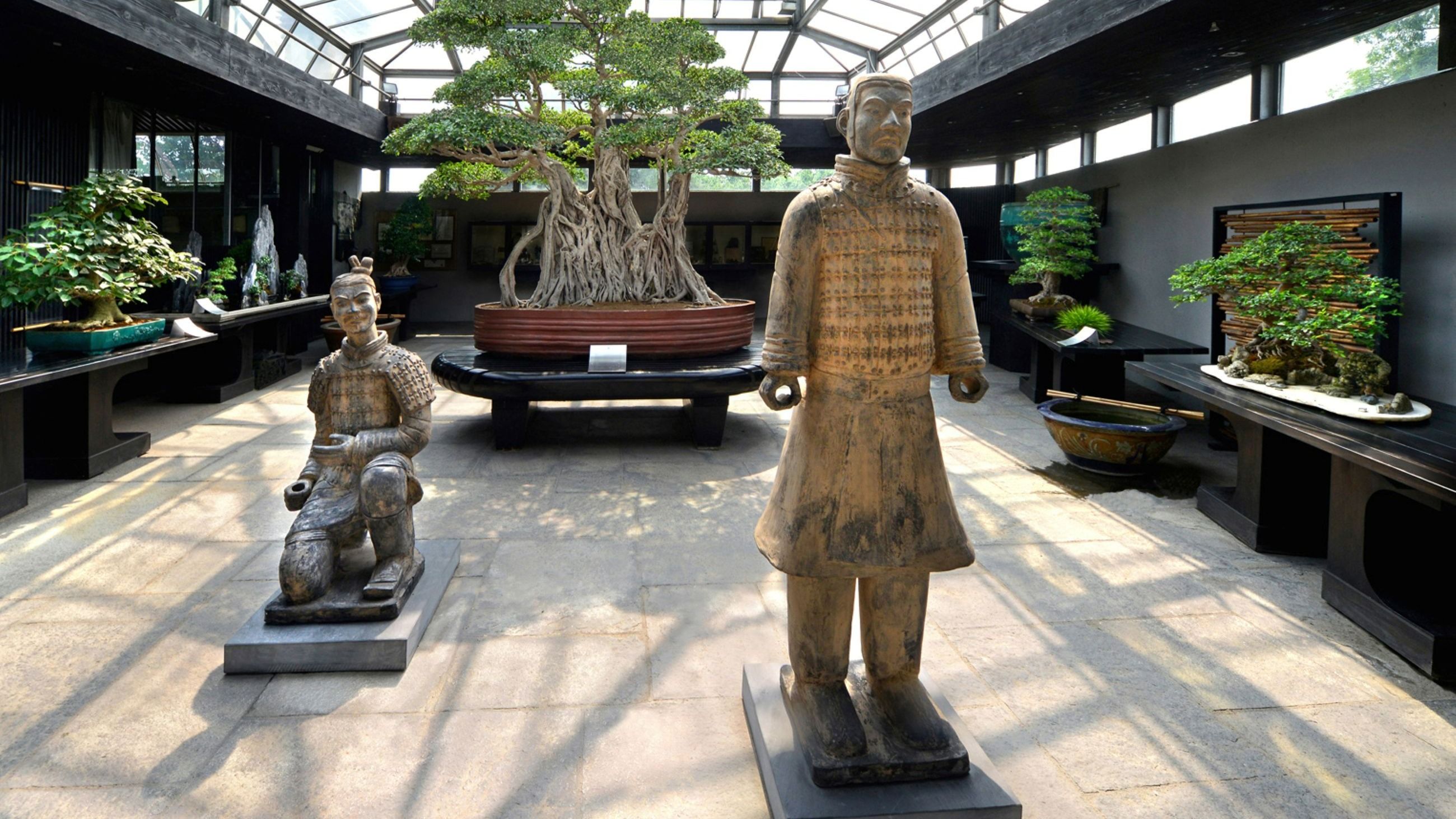 Ha mille anni e ha visto tre imperatori: il Ficus retusa più saggio d’Europa 
Credits: Crespi Bonsai Museum