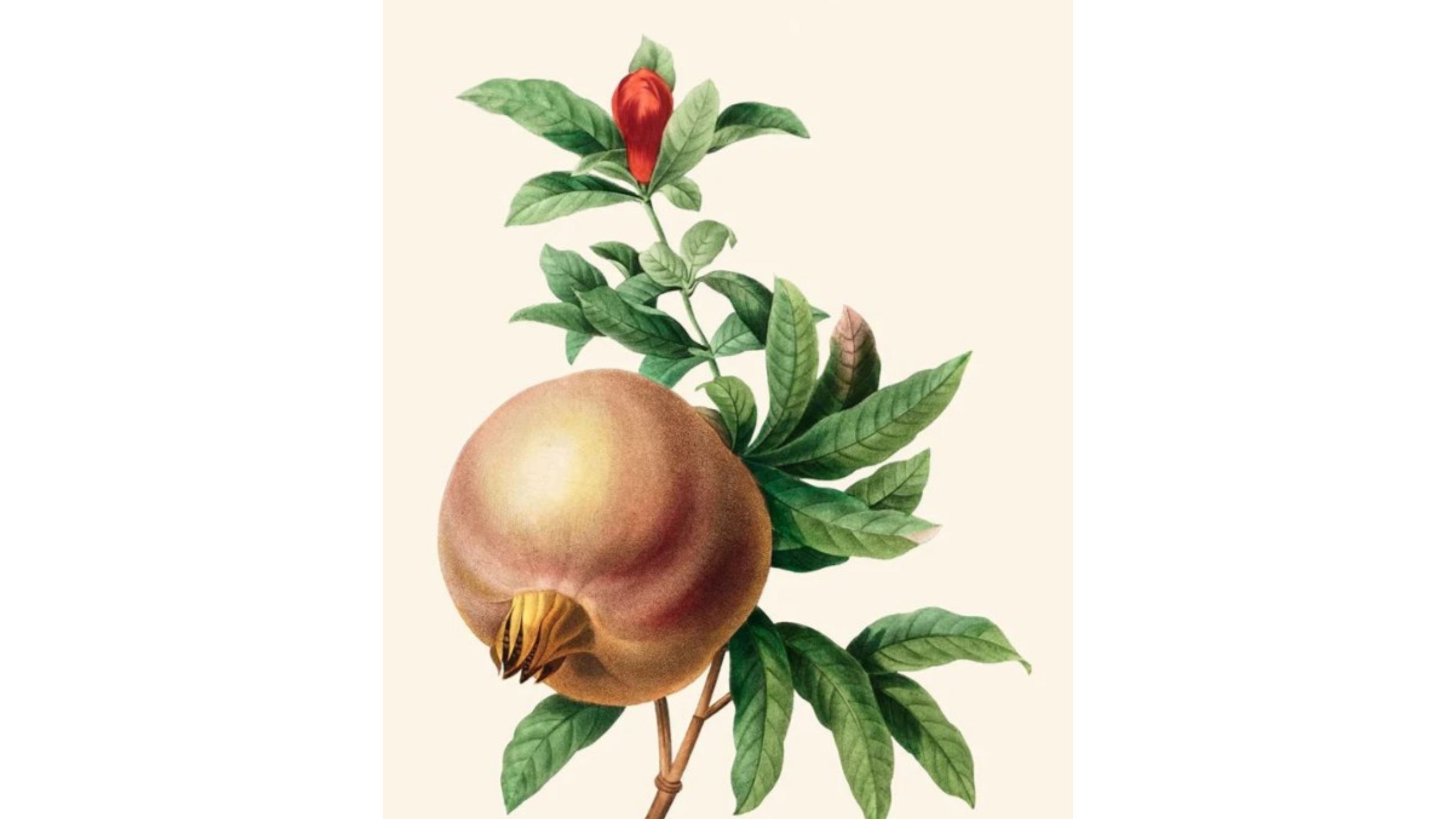Melograno di Pierre-Joseph Redouté