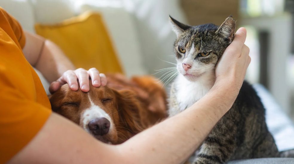 Algunas infecciones pueden transmitirse entre animales y personas, por lo que la prevención y la higiene son fundamentales.