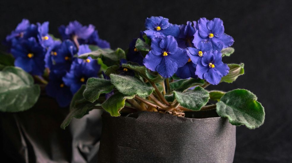 Estas plantas interiores son muy populares debido a sus bonitas y llamativas flores y por su fácil cuidado. 