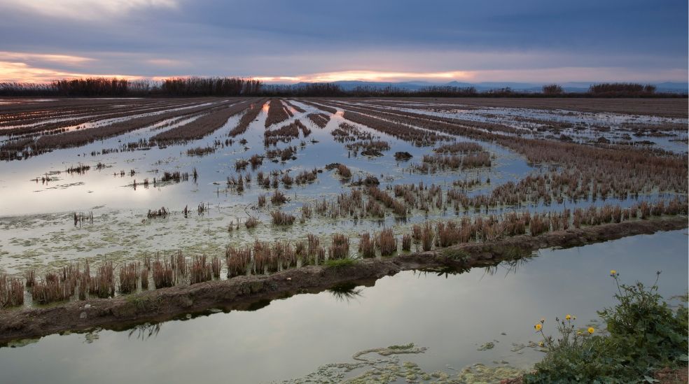 Vista panorámica de la Albufera de Valencia, con sus característicos arrozales y el paisaje natural que rodea la laguna.