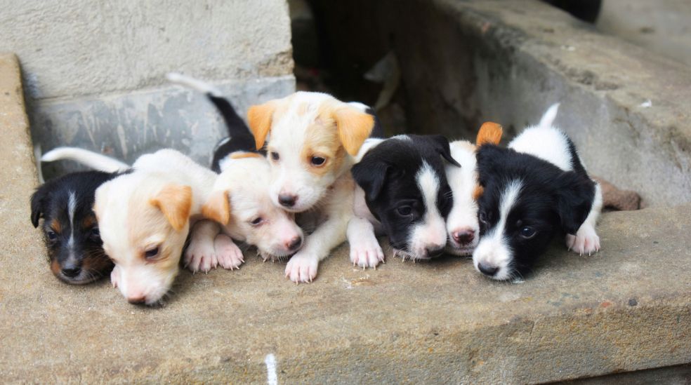 Descubrimos con IUMIUKY los primeros pasos para educar a un cachorro