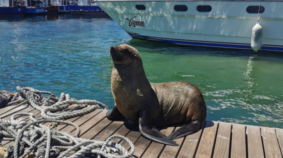 La embarcación sale del puerto de Hout Bay, se acerca a la isla y permite observar a los animales desde una distancia prudente