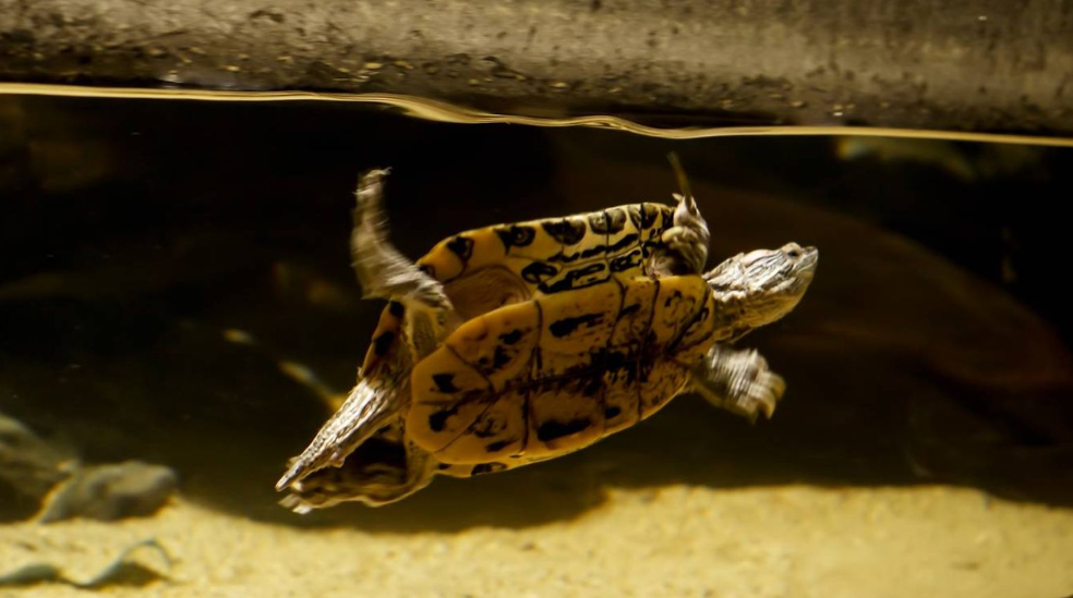 La tortuga acuática es uno de los reptiles más habituales en nuestros hogares.
