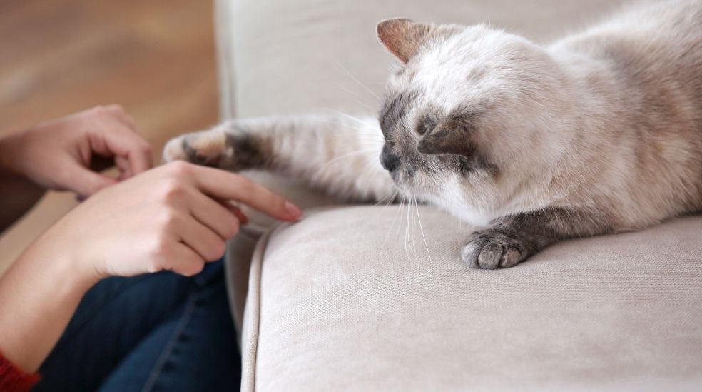 Enseñar a tu gato a dar la pata es un proceso que requiere paciencia, consistencia y refuerzos positivos.