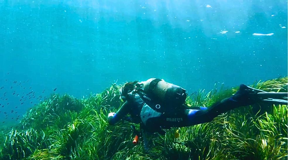 Praderas de posidonia en Ibiza