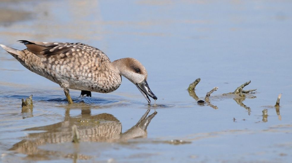 Ejemplar de cerceta pardilla, una de las especies de aves acuáticas más amenazadas de Europa.
