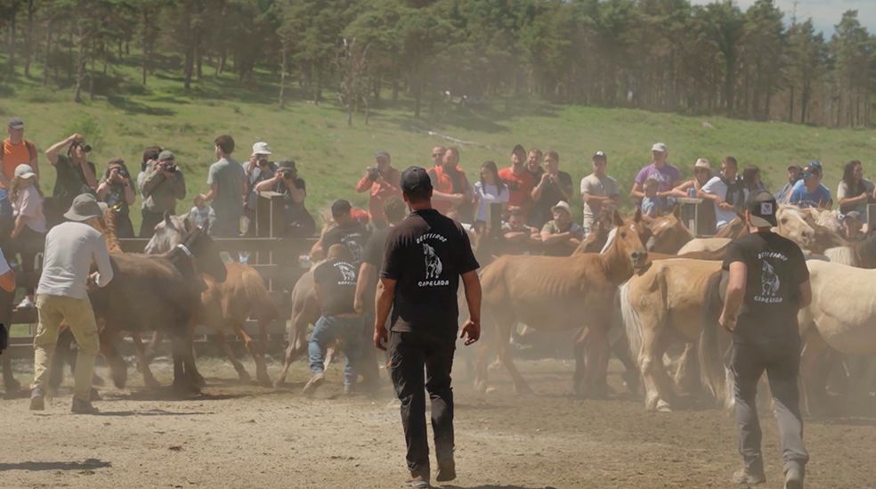 La Rapa das Bestas de Cedeira