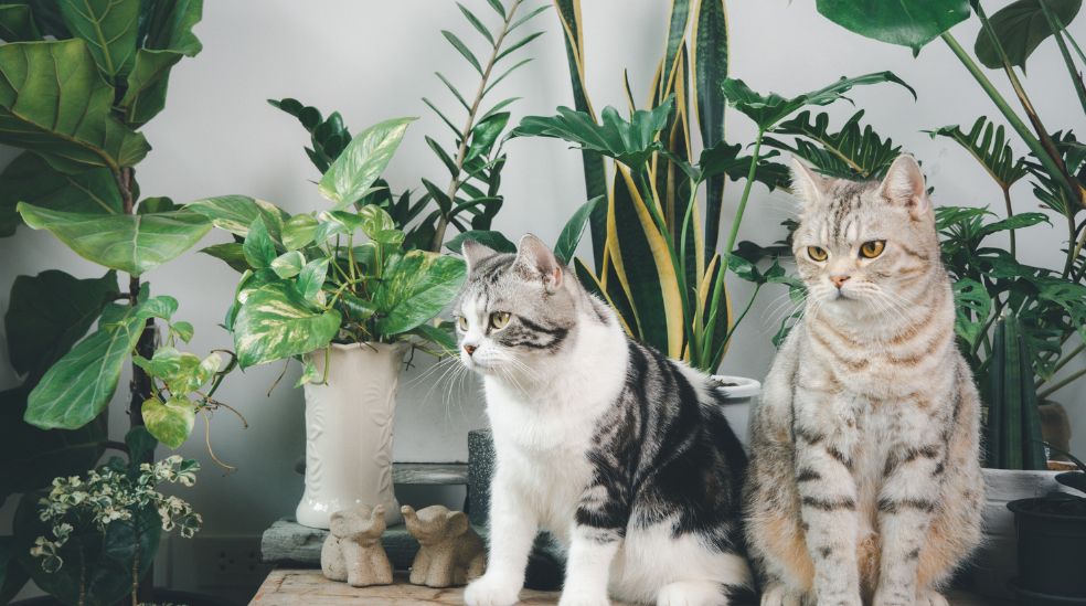 Una curiosidad sobre los felinos es que suelen consumir plantas y muchas llegan a ser tóxicas para ellos