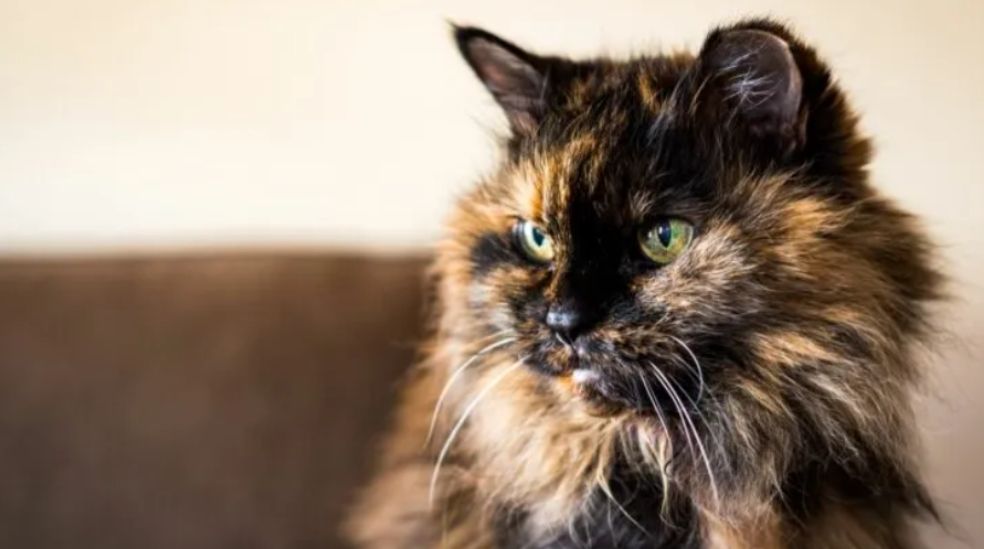 El nombre gato carey proviene del término taíno carey, que designa una tortuga de mar.
