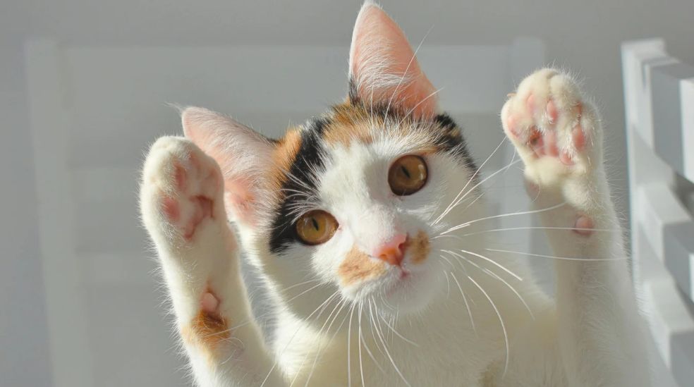 Ayuda a fortalecer el vínculo entre tu mascota y tú.